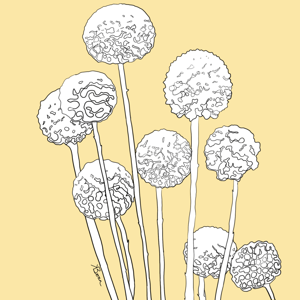 Billy Buttons